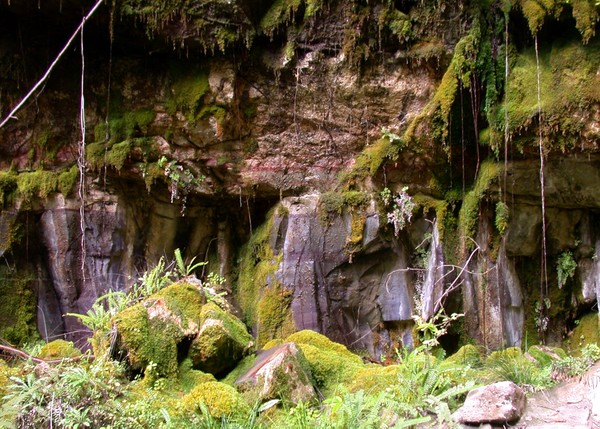 Moss Garden